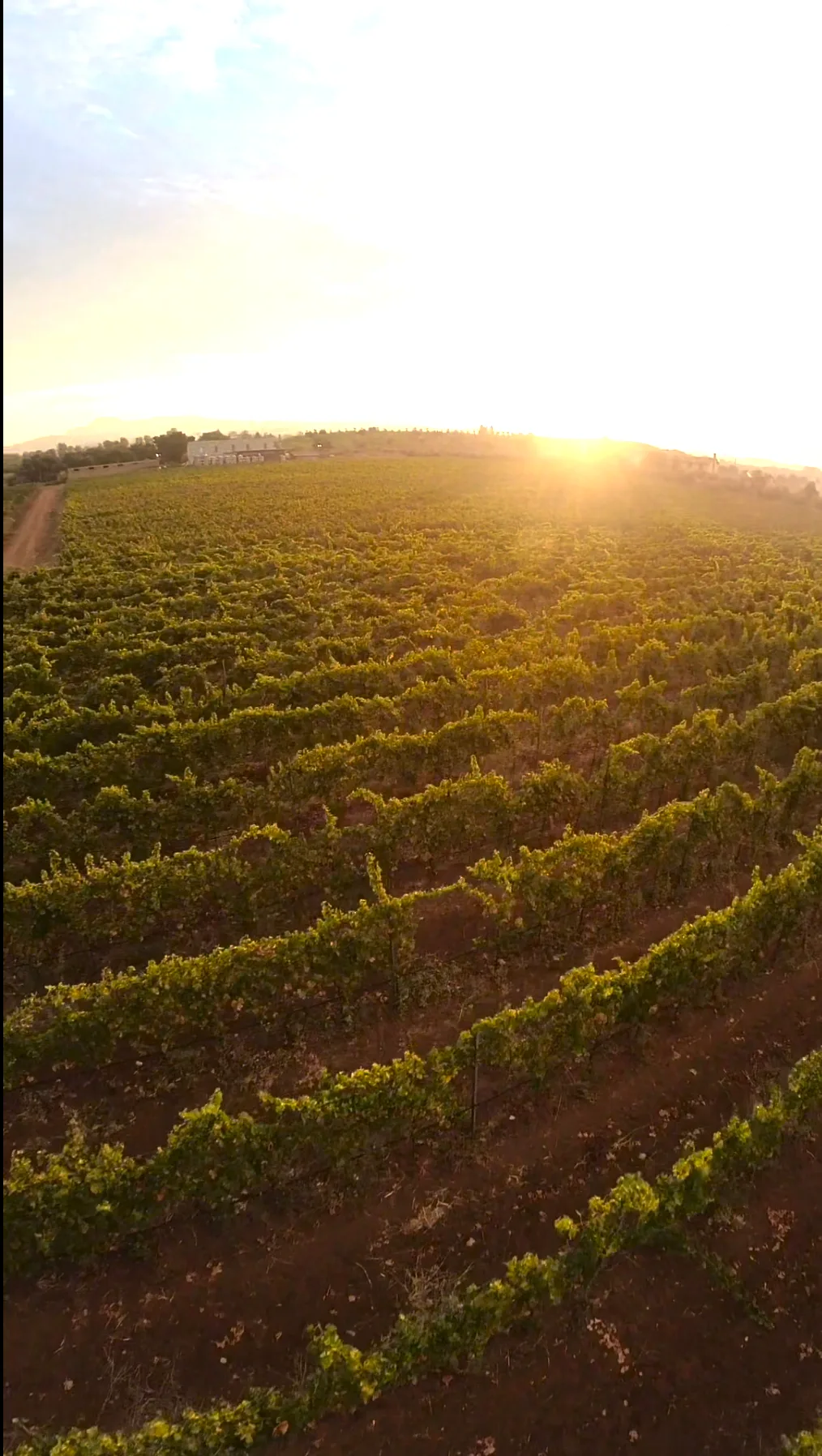 Versatile Event Space Surrounded by Vineyards, 320000 sqm, private event, pop-up rental in Cecchina, interior view