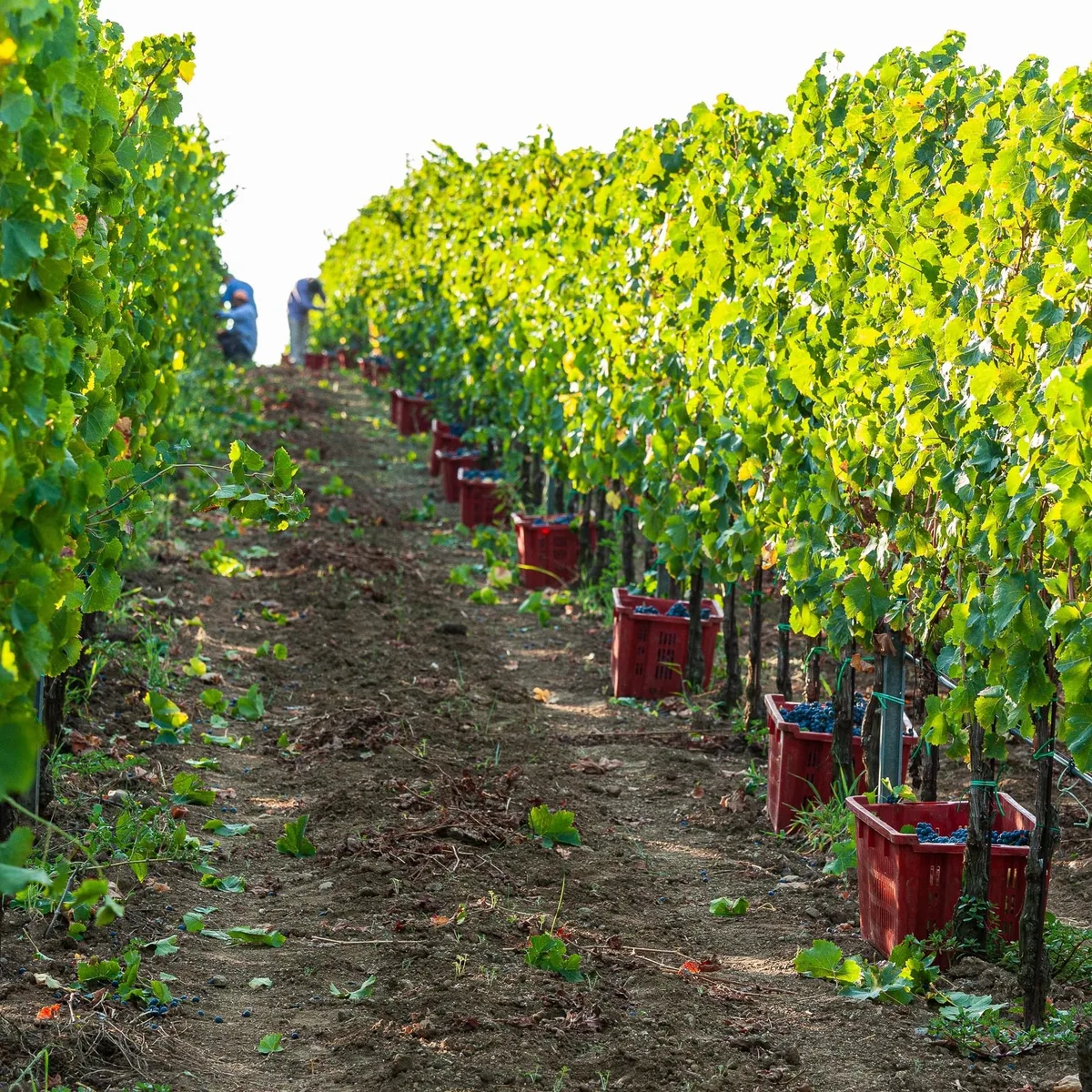 Versatile Event Space Surrounded by Vineyards, 320000 sqm, private event, pop-up rental in Cecchina, additional interior view